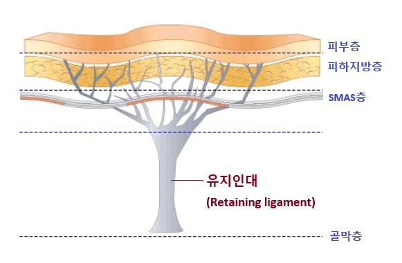 얼굴 처짐의 핵심 관련 이미지 2