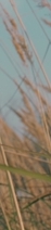 봉은사역피부과, 피코토닝, 모든 색소고민에 적합한 시술일까요? 관련 이미지 37