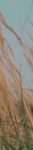 봉은사역피부과, 피코토닝, 모든 색소고민에 적합한 시술일까요? 관련 이미지 34
