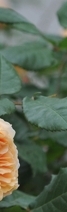 삼성역필러, 목주름, 숨기고만 싶으셨나요?간단한 시술로 자신감 UP하는 방법 관련 이미지 27