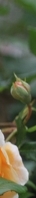 Gangnam Body Botox: You can create a smooth line by reducing the trapezius and calf muscles. image 16