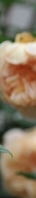Gangnam Body Botox: You can create a smooth line by reducing the trapezius and calf muscles. image 18
