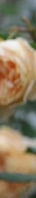Gangnam Body Botox: You can create a smooth line by reducing the trapezius and calf muscles. image 19