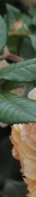 Gangnam Body Botox: You can create a smooth line by reducing the trapezius and calf muscles. image 28