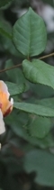 삼성역필러, 목주름, 숨기고만 싶으셨나요?간단한 시술로 자신감 UP하는 방법 관련 이미지 38