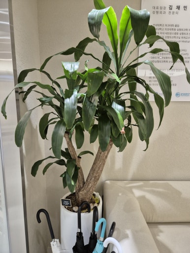 [Plant Diary] The Plants at the Hospital + a Cat image 5
