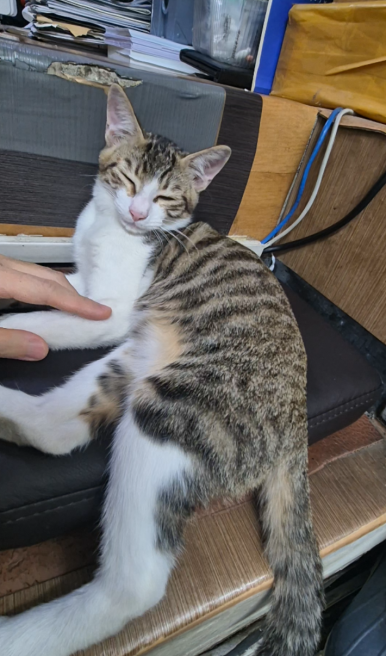 [Plant Diary] The Plants at the Hospital + a Cat image 13