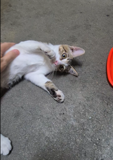 [Plant Diary] The Plants at the Hospital + a Cat image 9