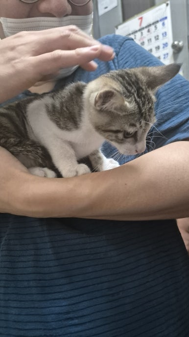 [Plant Diary] The Plants at the Hospital + a Cat image 12