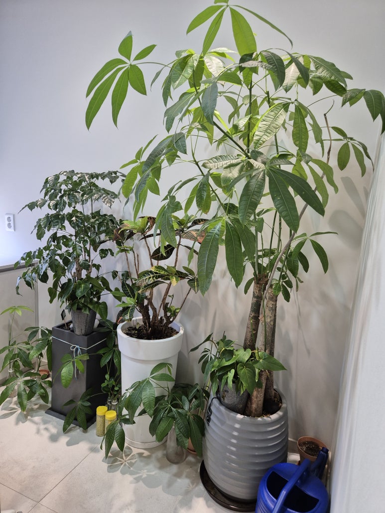 [Plant Diary] The Plants at the Hospital + a Cat image 2
