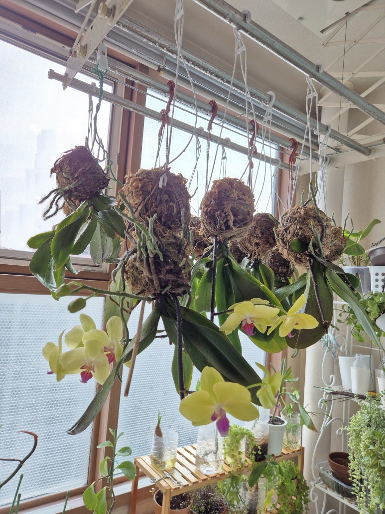 [Plant Diary] The Plants at the Hospital + a Cat image 6
