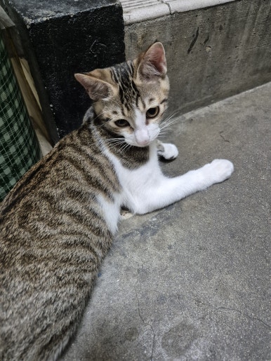 [Plant Diary] The Plants at the Hospital + a Cat image 14