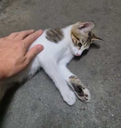 [Plant Diary] The Plants at the Hospital + a Cat image 10