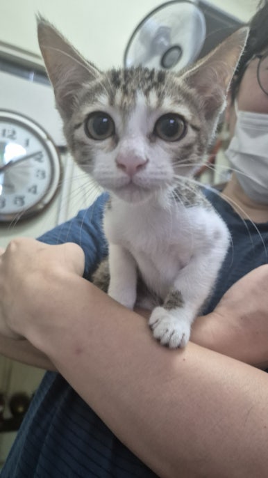[Plant Diary] The Plants at the Hospital + a Cat image 11