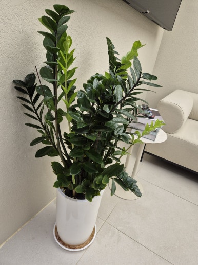 [Plant Diary] The Plants at the Hospital + a Cat image 4