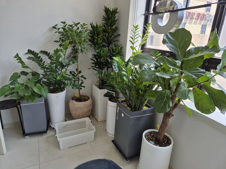 [Plant Diary] The Plants at the Hospital + a Cat image 1