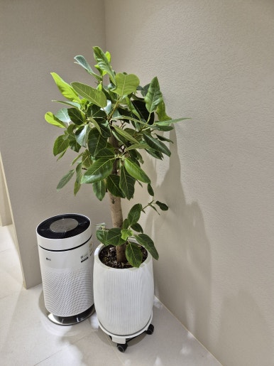 [Plant Diary] The Plants at the Hospital + a Cat image 3