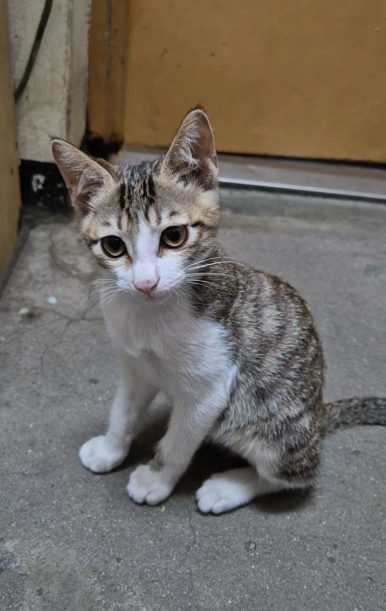 [Plant Diary] The Plants at the Hospital + a Cat image 8