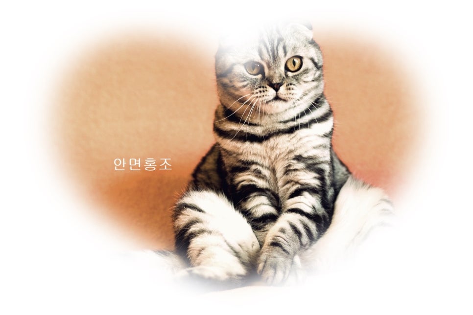 안면홍조 어떻게 관리? 관련 이미지 1