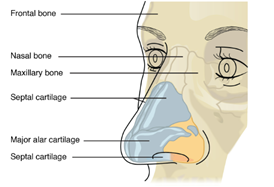 Bulbous Nose Surgery: Is Raising Only the Nose Tip Enough? | Correction Checklist by Cause of Bulbous Nose image 2