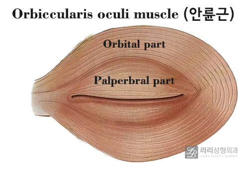 [라리성형외과] 아이홀 꺼짐 있는 눈 파악하고, 윗눈꺼풀 지방이식으로 교정 관련 이미지 3