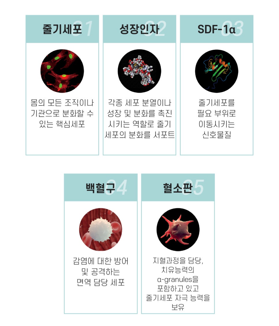 면역강화를 위한 프리미엄 웰에이징 프로그램! 줄기세포 인젝팅 샐테라피 관련 이미지 7