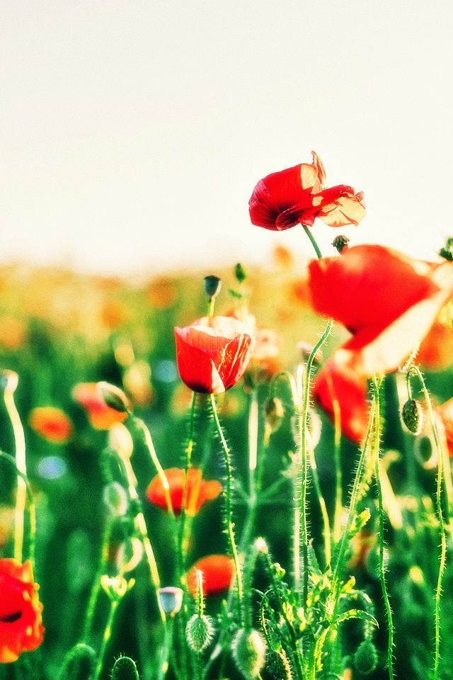 압구정라미네이트치료잘하는곳 제대로 알아보기! 관련 이미지 23