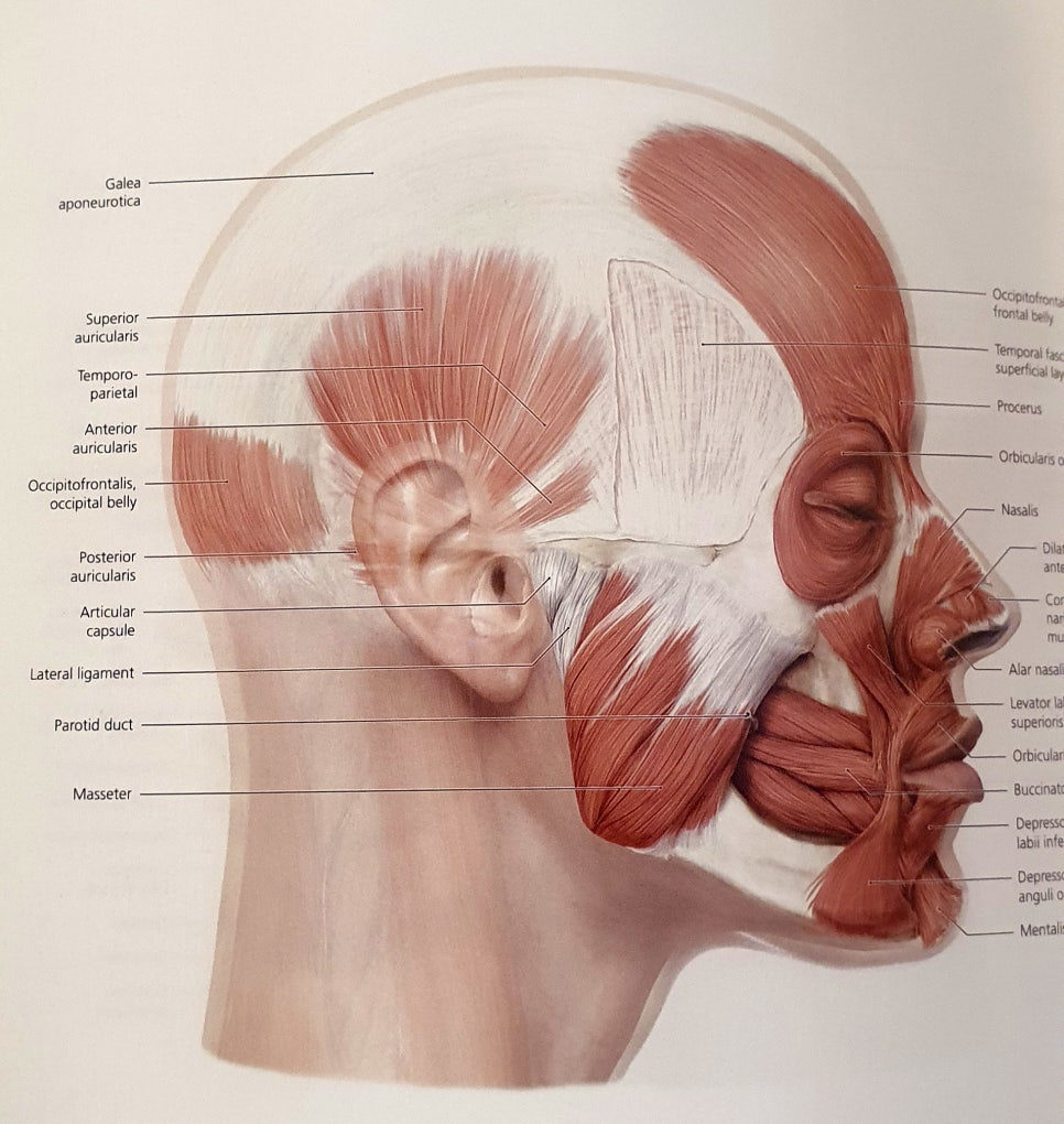 [Cube Plastic Surgery] Do You Really Need Masseter Reduction Surgery for Square Jaw Correction Surgery? - Explained by a Board-Certified Plastic Surgeon. image 2