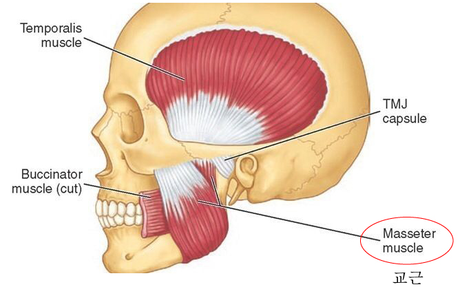Facial Contouring Swelling, When Can I Go Back to Work? - A Specialist Explains Directly [입체성형외과] image 6