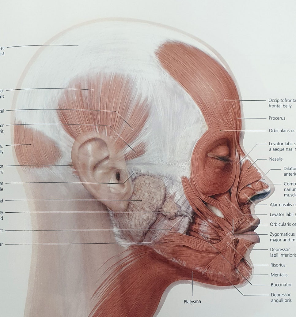 Sunken Cheeks!? It’s Not a Side Effect of Zygoma Surgery! image 3