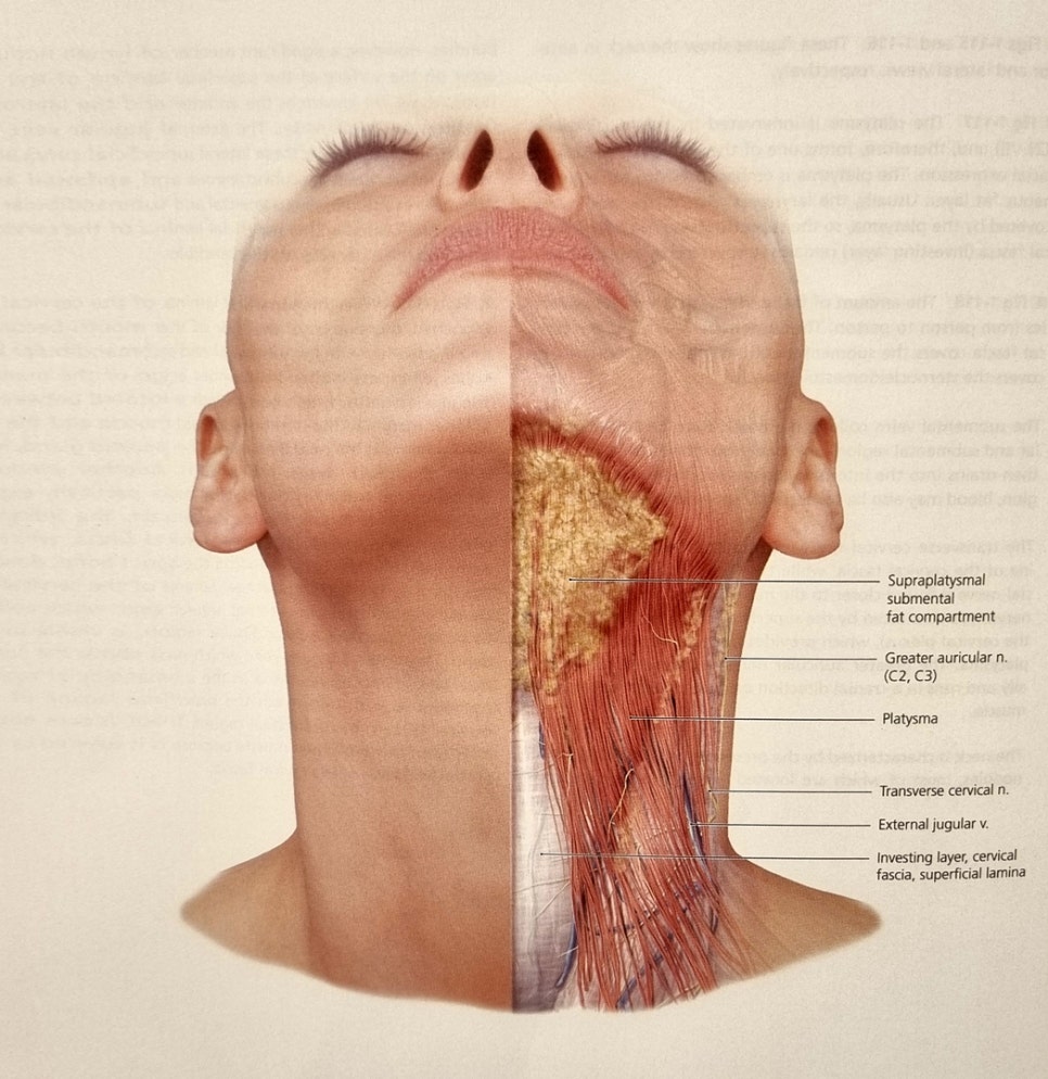 Let’s Take a Closer Look at Submental Muscles and Submental Muscle Tightening for a Double Chin image 3