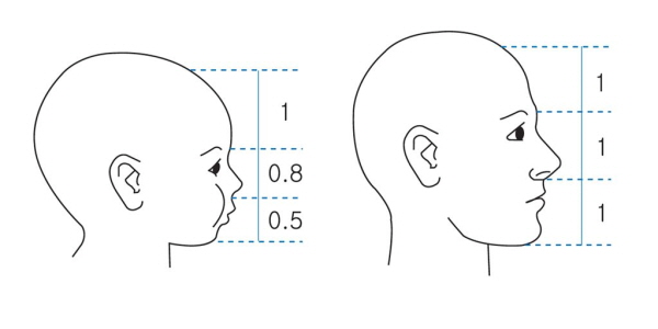 What Are the Features of a Youthful Face? Why Does a Small Chin Make a Face Look Younger? image 2