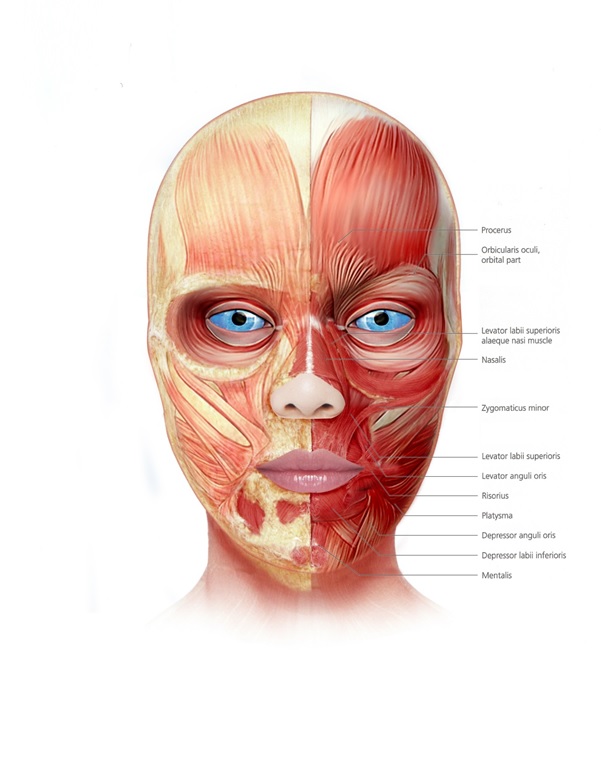 Facial Mimetic Muscle Anatomy for Botox Procedures image 1