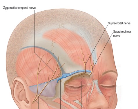 Why Do Eyebrows Sag Lower as We Age? - A Forehead Lift May Be the Solution. image 3