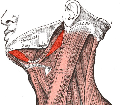 A Complete Guide to Submental Lift Surgery: A New Approach to Solving a Double Chin image 3