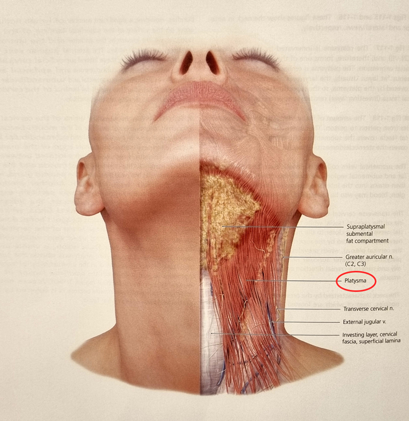 Let's Take a Close Look at Double Chin Removal and Double Chin Muscle Tightening. image 3