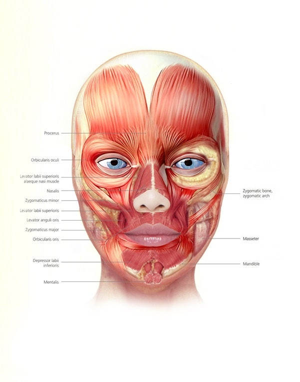 Facial Mimetic Muscle Anatomy for Botox Procedures image 2