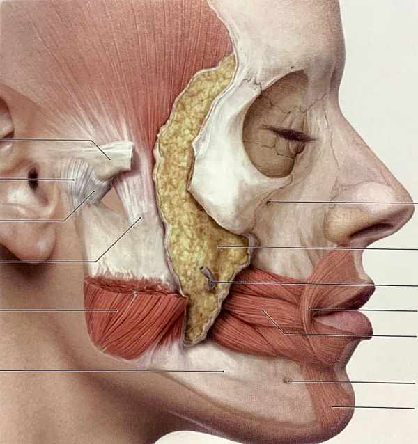땅콩형얼굴 윤곽수술로 해결할 수 있을까요? 관련 이미지 7