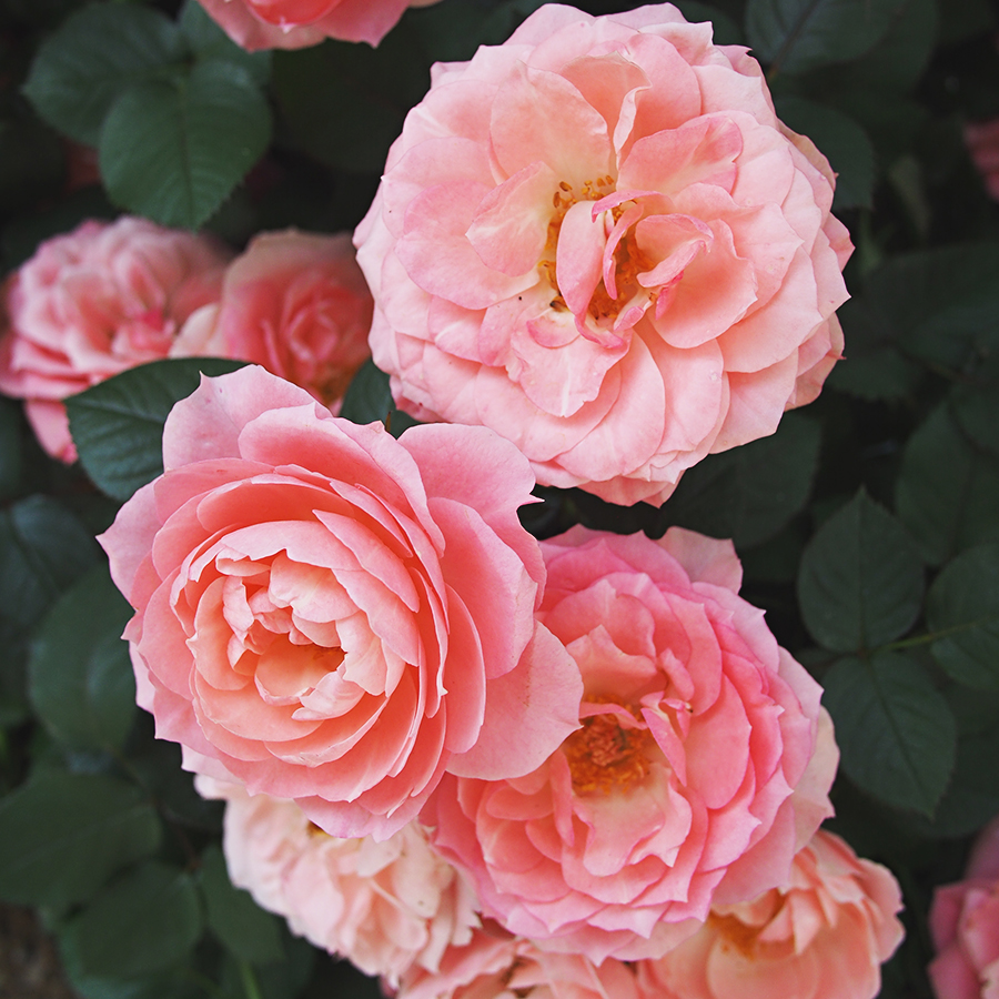 고양꽃박람회 마지막, 진짜 꽃! 관련 이미지 9