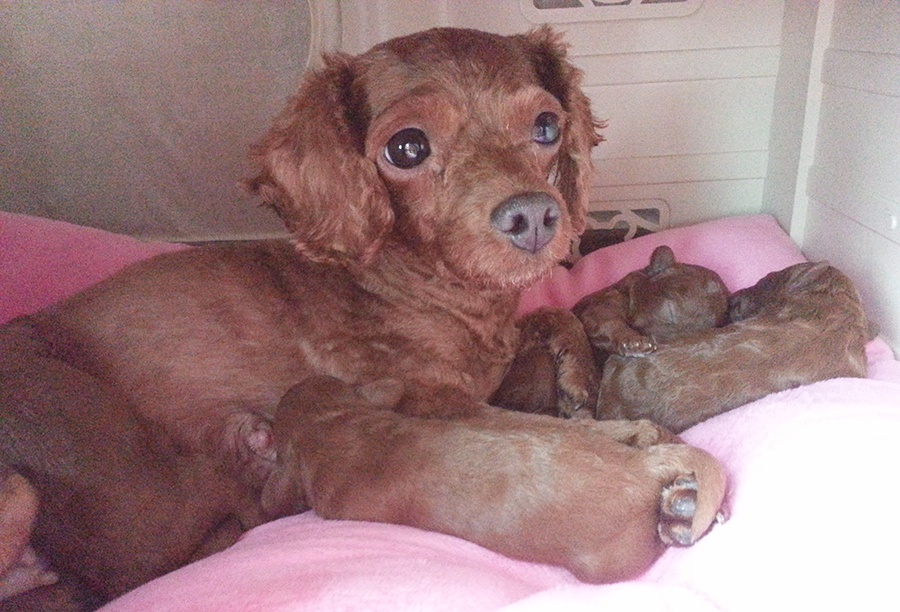 친구네 강아지가 새끼를 낳았어요! 관련 이미지 1