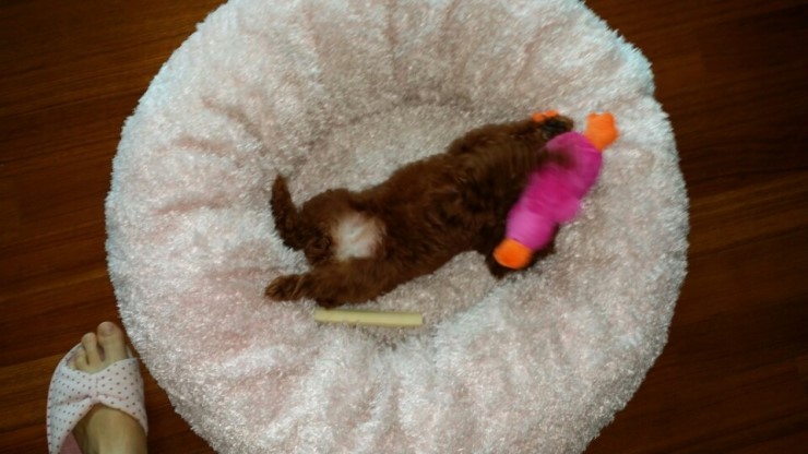 새 가족이 생겼어요. 꼬맹이! 관련 이미지 4