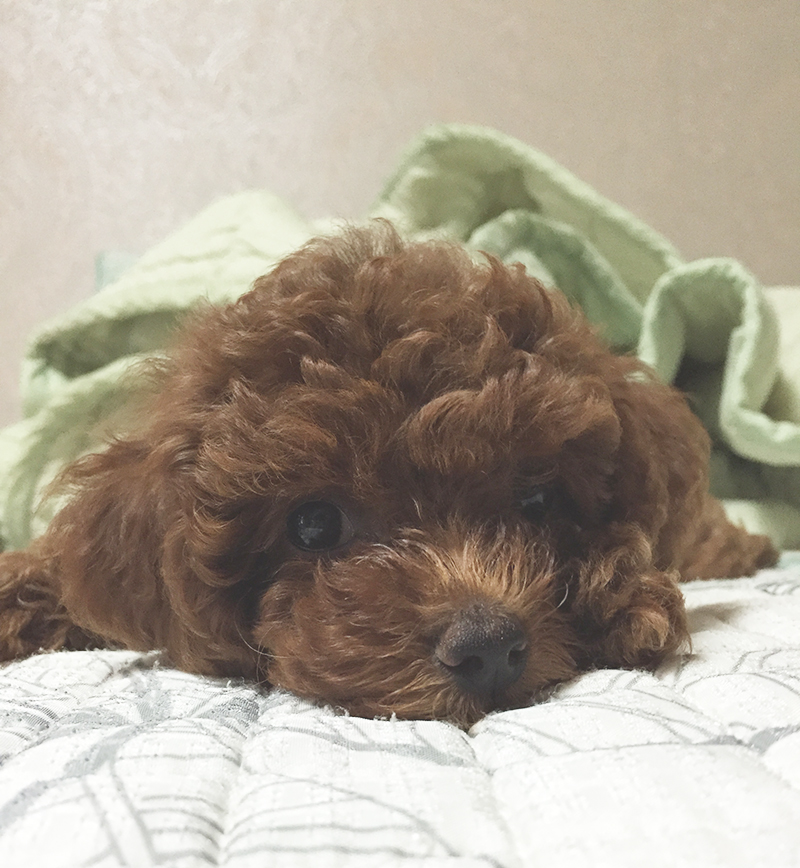 꼬맹이의 근황 (feat.칸쵸) 관련 이미지 3