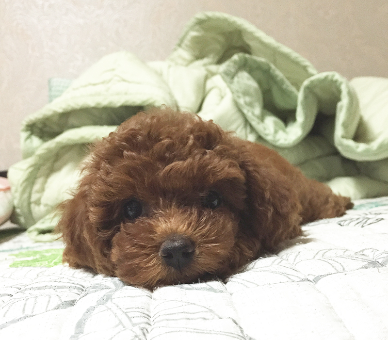 꼬맹이의 근황 (feat.칸쵸) 관련 이미지 4