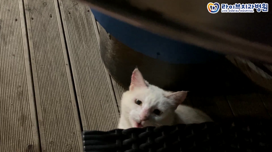 노을빛 애월바다와 함께한 제주흑돼지 먹방  [제주도 여행VLOG🏝️] ep.04｜치위생사 브이로그 관련 이미지 5