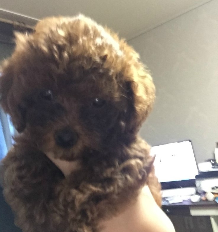 새 가족이 생겼어요. 꼬맹이! 관련 이미지 3