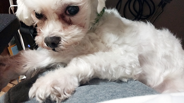 며니의 동생들을 소개합니다 관련 이미지 1