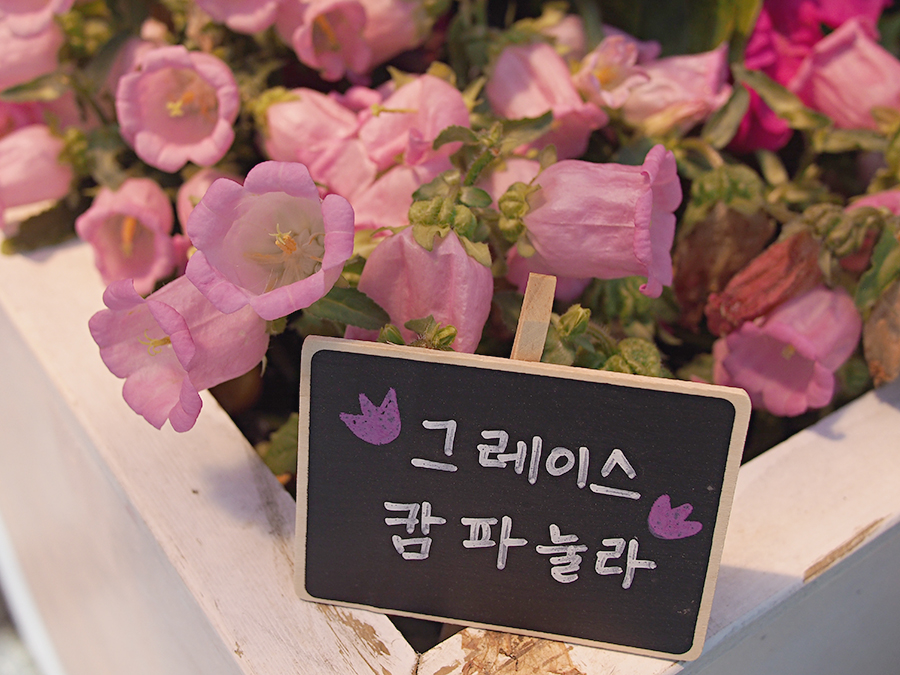 고양꽃박람회 마지막, 진짜 꽃! 관련 이미지 3