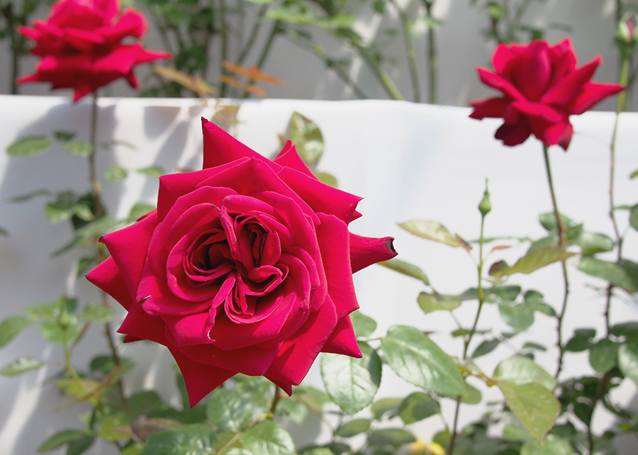 고양꽃박람회 마지막, 진짜 꽃! 관련 이미지 4