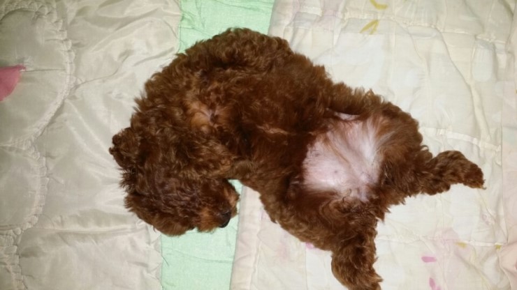 새 가족이 생겼어요. 꼬맹이! 관련 이미지 5