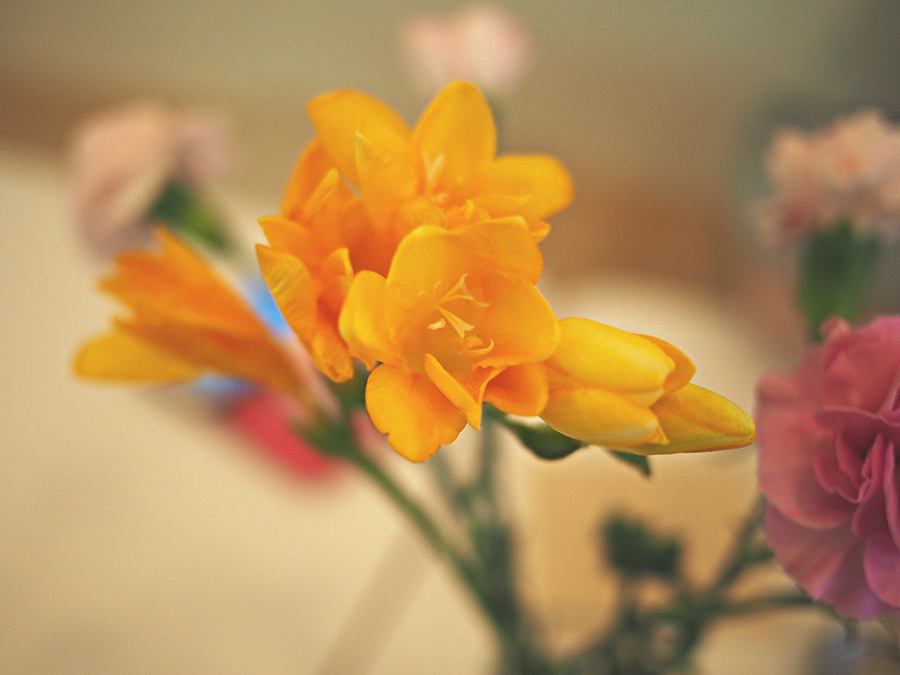 꽃과 함께 돌아온 봄 관련 이미지 2